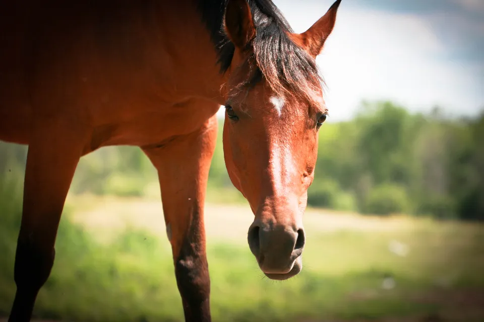 #5 - Their Eyes Look “Hard” Right After You Leave (Image Credits: Stocksnap)
