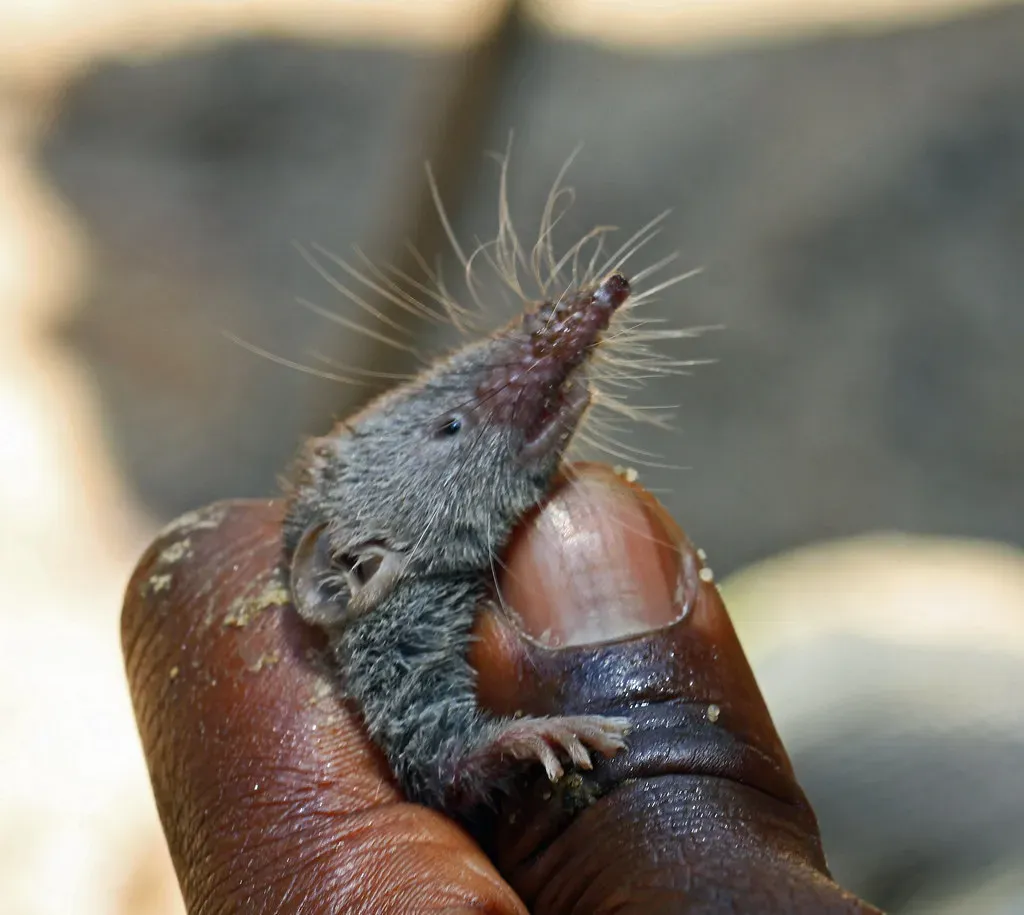 Christmas Island Shrew: A Tiny Victim of Island Invasions (Image Credits: Flickr)