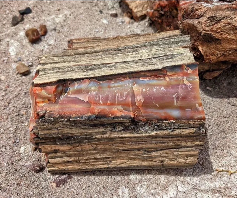 8. People used to haul away huge amounts of petrified wood (By National Park Service/Becca Miller, Public domain)