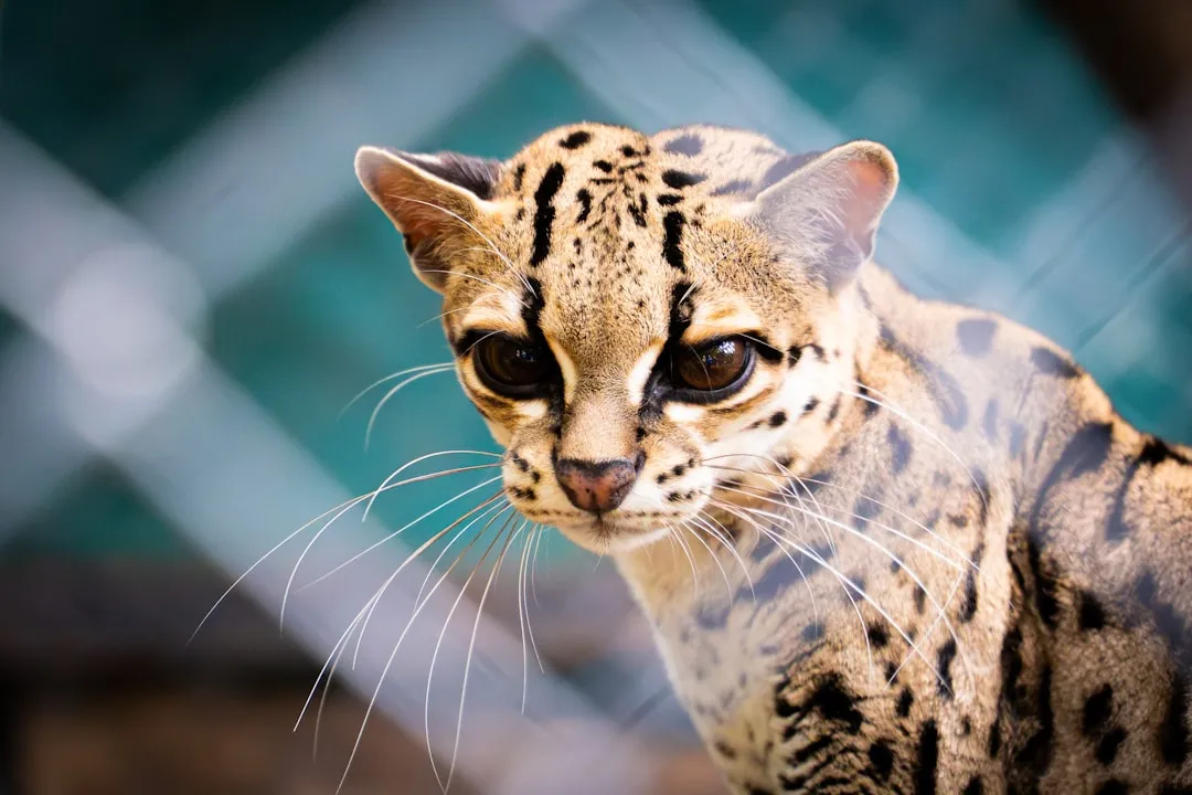 #3 - Genets and Civets: The Night Shift's Secret Loyalists (Image Credits: Unsplash)