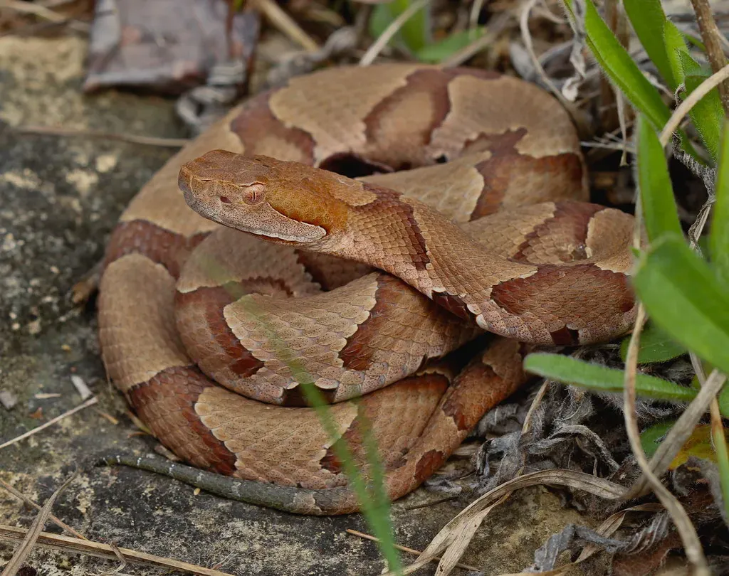 Not Just Chameleons: Other Rapid Color-Changing Reptiles (Image Credits: Flickr)