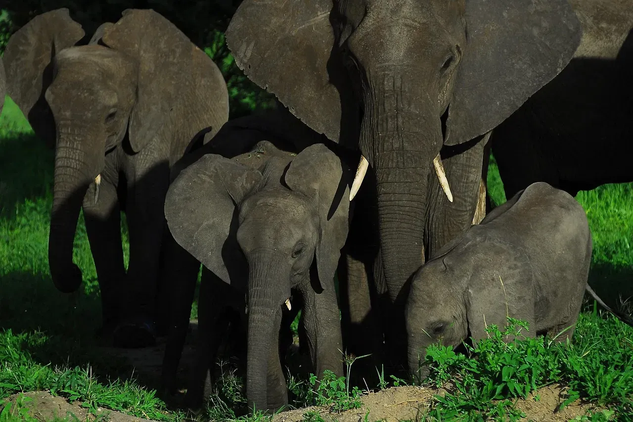 What Are They Actually Saying? (Image Credits: Pixabay)