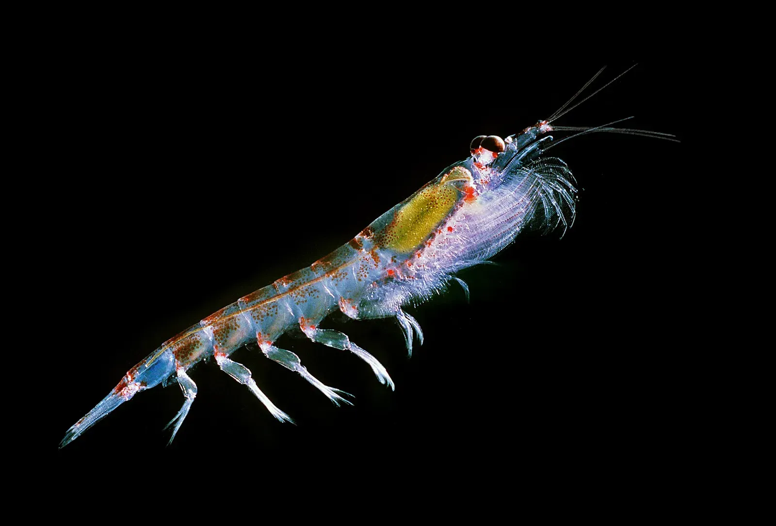 11. Antarctic Krill's Strategy of Shrinking to Survive (By Krill666.jpg: Uwe Kils I am willing to give the image in 1700 resolution to Wikipedia Uwe Kils, CC BY-SA 3.0)