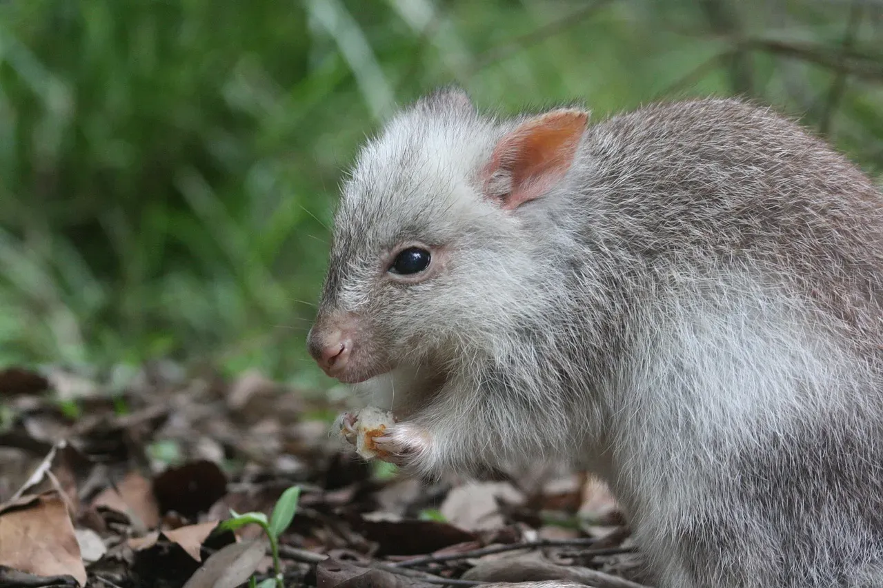 Kangaroo Rat: Never Needing a Drop to Drink (Image Credits: Pixabay)