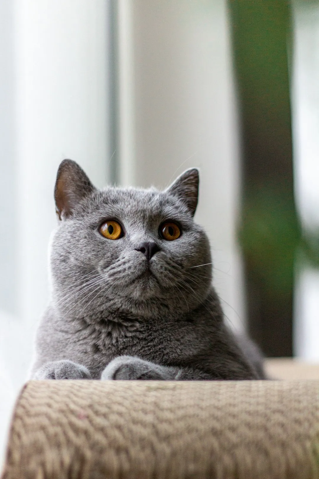 #2 The Ears That Slide Sideways Into &ldquo;Don&rsquo;t Touch Me&rdquo; Mode (Image Credits: Unsplash)