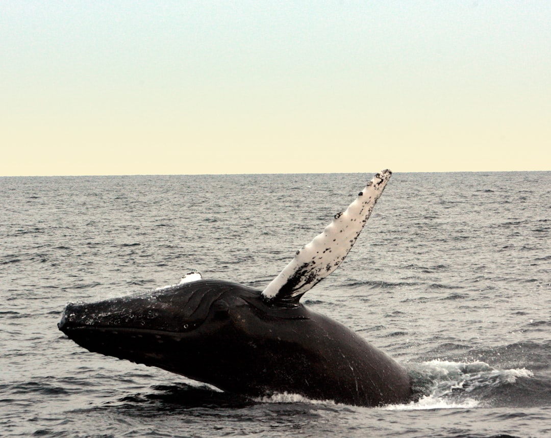 Whale Communication Spans Ocean Basins with Mysterious Precision (Image Credits: Unsplash)