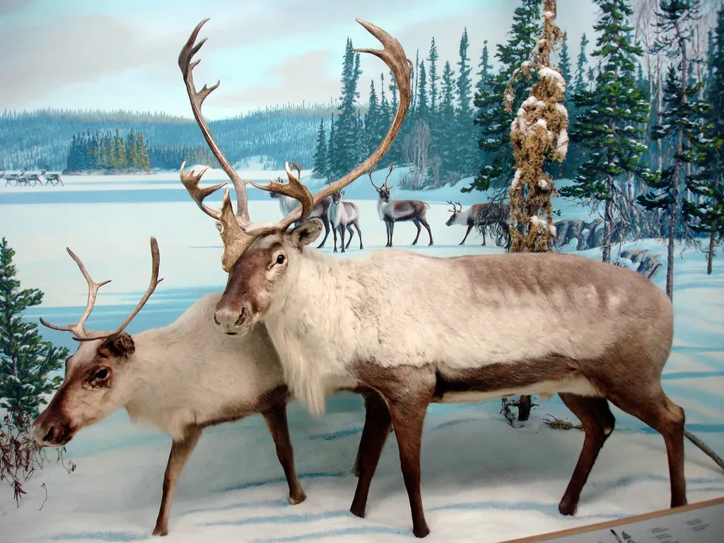 4. Caribou Hold the Record for the Longest Land Migration on Earth (daryl_mitchell, Flickr, CC BY-SA 2.0)