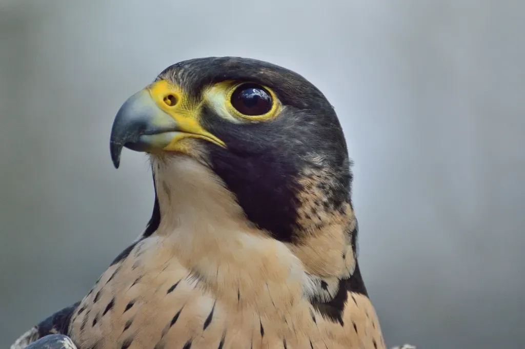9. Falconry With These Birds Is Over 3,000 Years Old (Image Credits: Rawpixel)