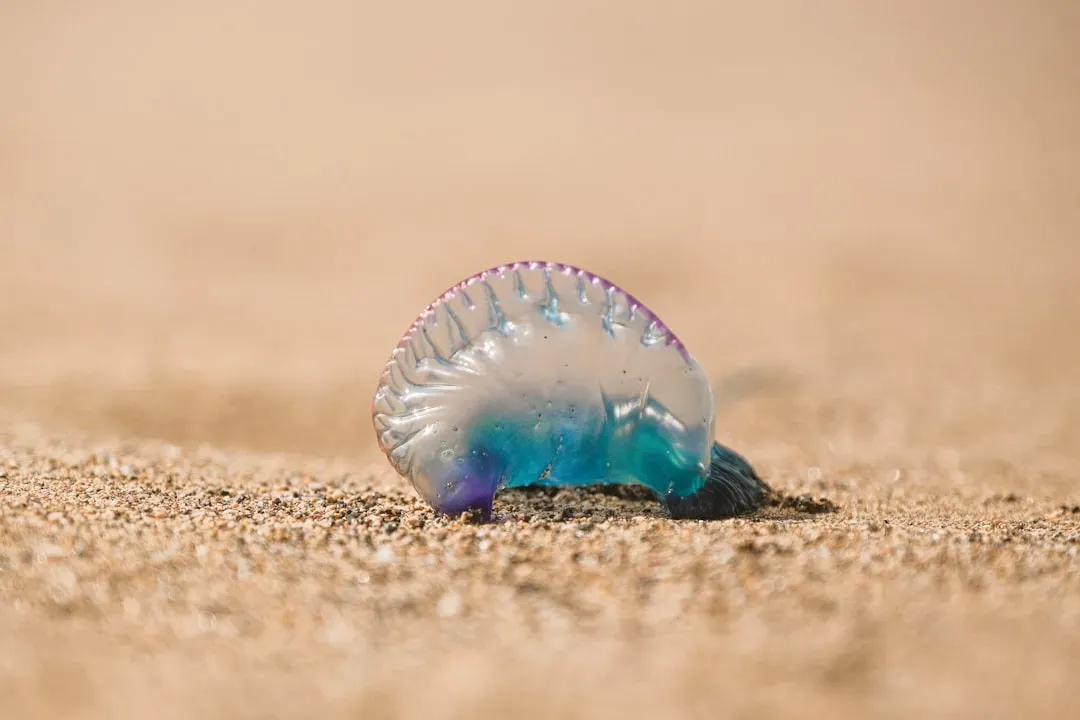 7. Portuguese Man O' War: The Floating Colony (Image Credits: Unsplash)