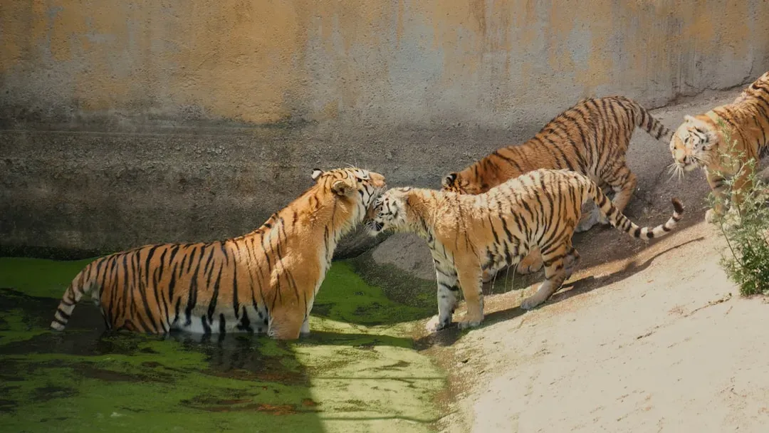 Social Bonds Between Adult Tigers Are More Complex Than Previously Thought (Image Credits: Unsplash)