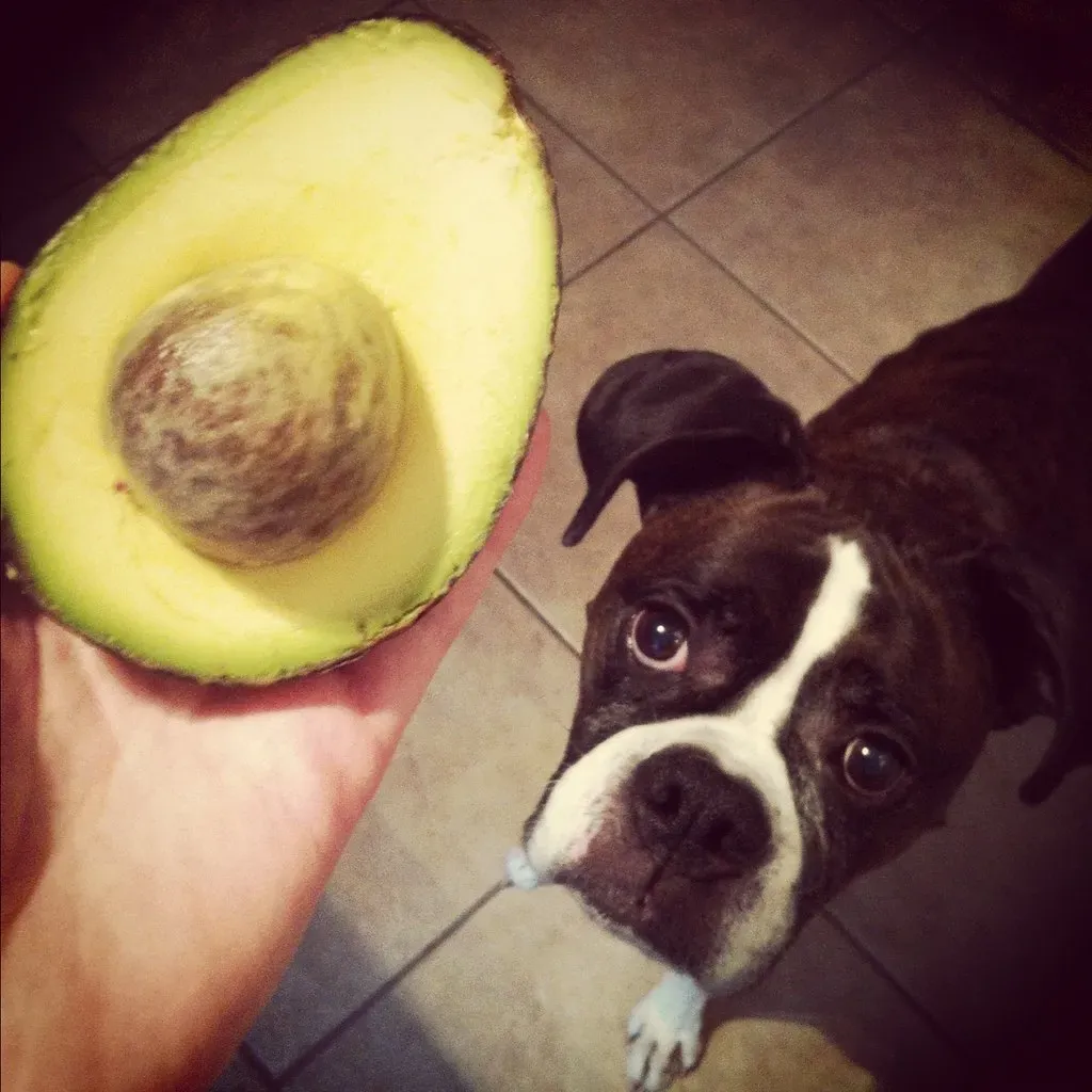 5. Avocado - The Superfood That Isn't Super for Dogs (Mindy Hertzon, Flickr, CC BY 2.0)