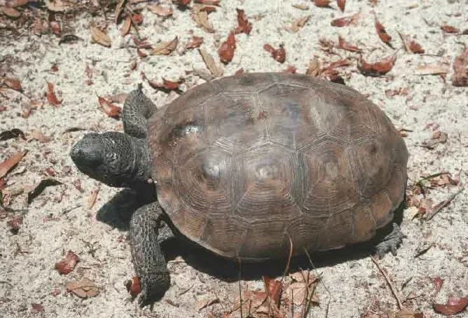 An Ancient Survivor Living Among Us (Image Credits: Wikimedia)