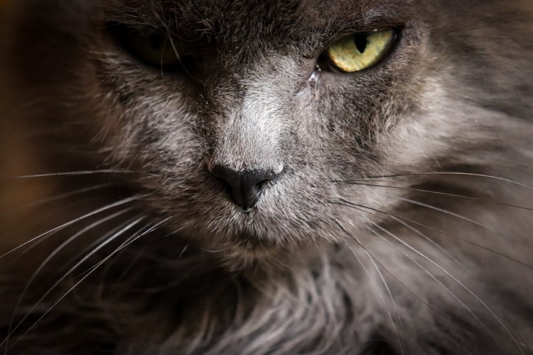Your Cat's Nose Print Is One of a Kind (Image Credits: Unsplash)