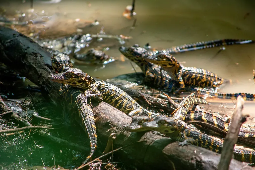 13. Alligator Mothers Carry Hatchlings to Water in Their Deadly Jaws (agjmacgill, Flickr, CC BY 2.0)