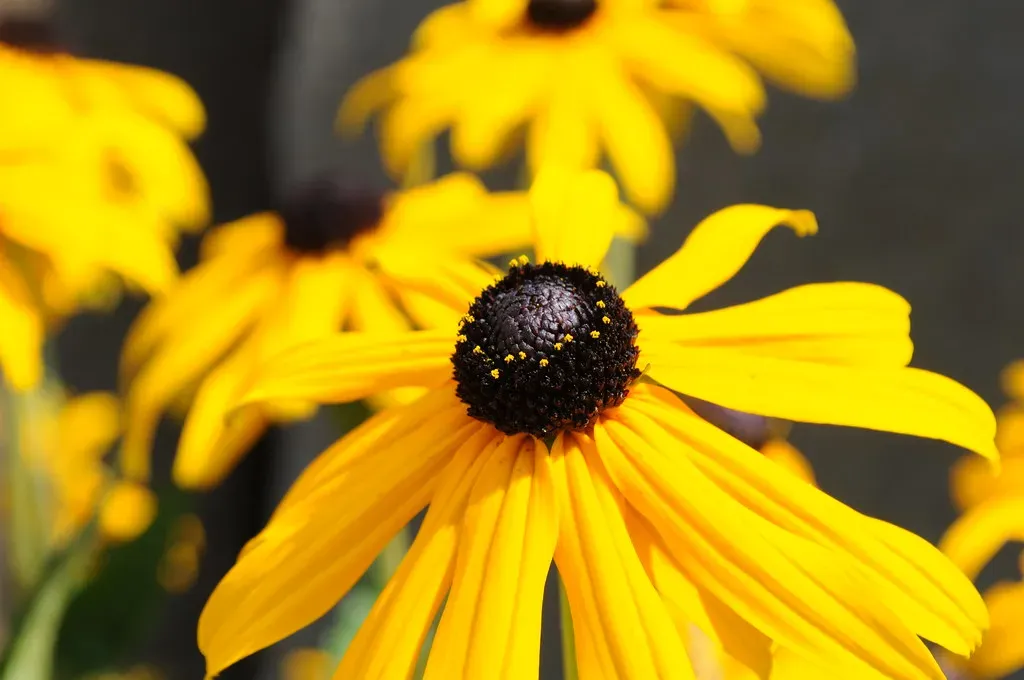 7. Black-Eyed Susan (Rudbeckia hirta): The Classic That Never Quits (Image Credits: Flickr)