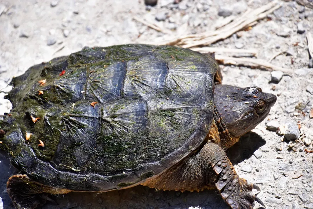 2. Alligator Snapping Turtle: The Ambush Master (Image Credits: Unsplash)