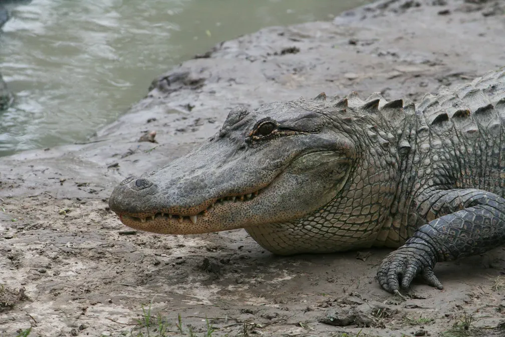 Texas: Everything's Bigger, Including the Gator Count (Image Credits: Flickr)