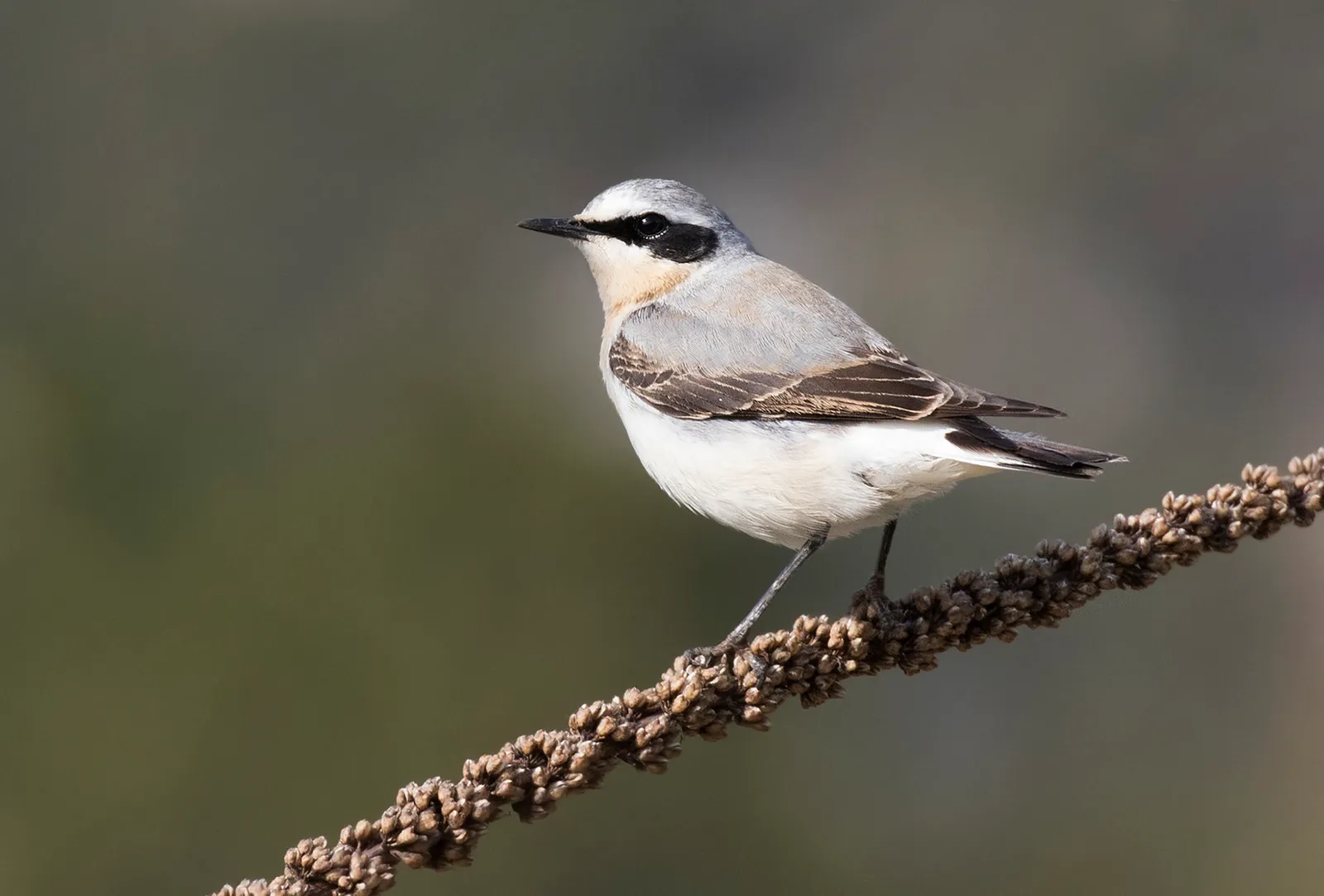 #15 - Wheatears Are the Marathon Runners Racing the Clock (By Zeynel Cebeci, CC BY-SA 4.0)