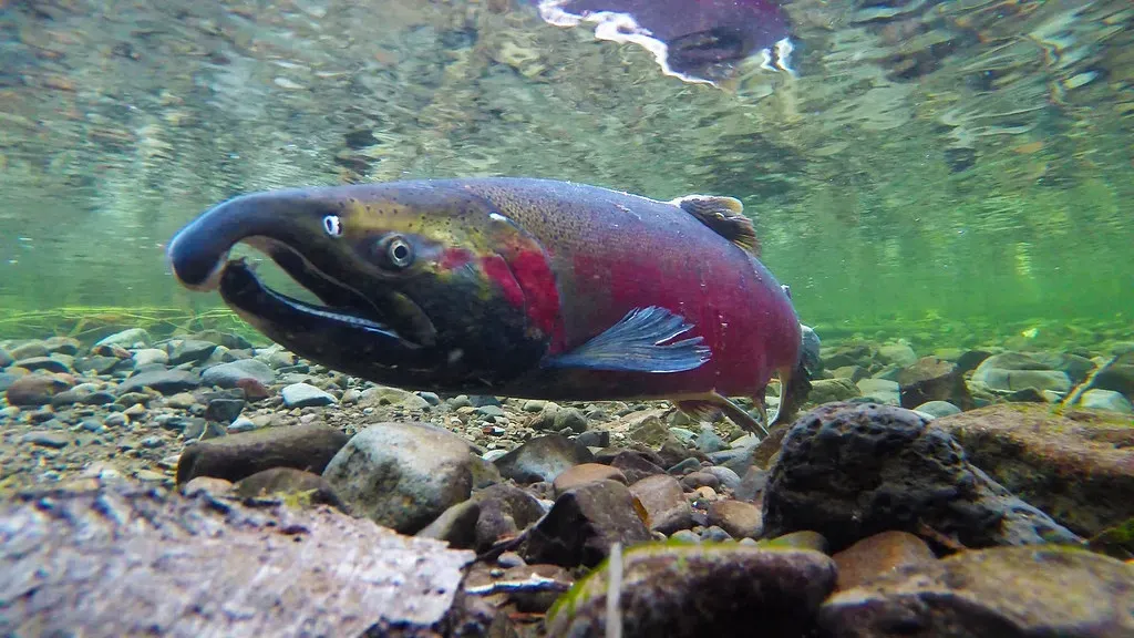 Steelhead and Coho Salmon: The Elwha River Blueprint (BLM Oregon & Washington, Flickr, CC BY 2.0)
