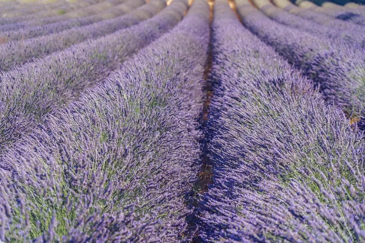 Gemini (May 21 – June 20): Lavender (Image Credits: Pixabay)