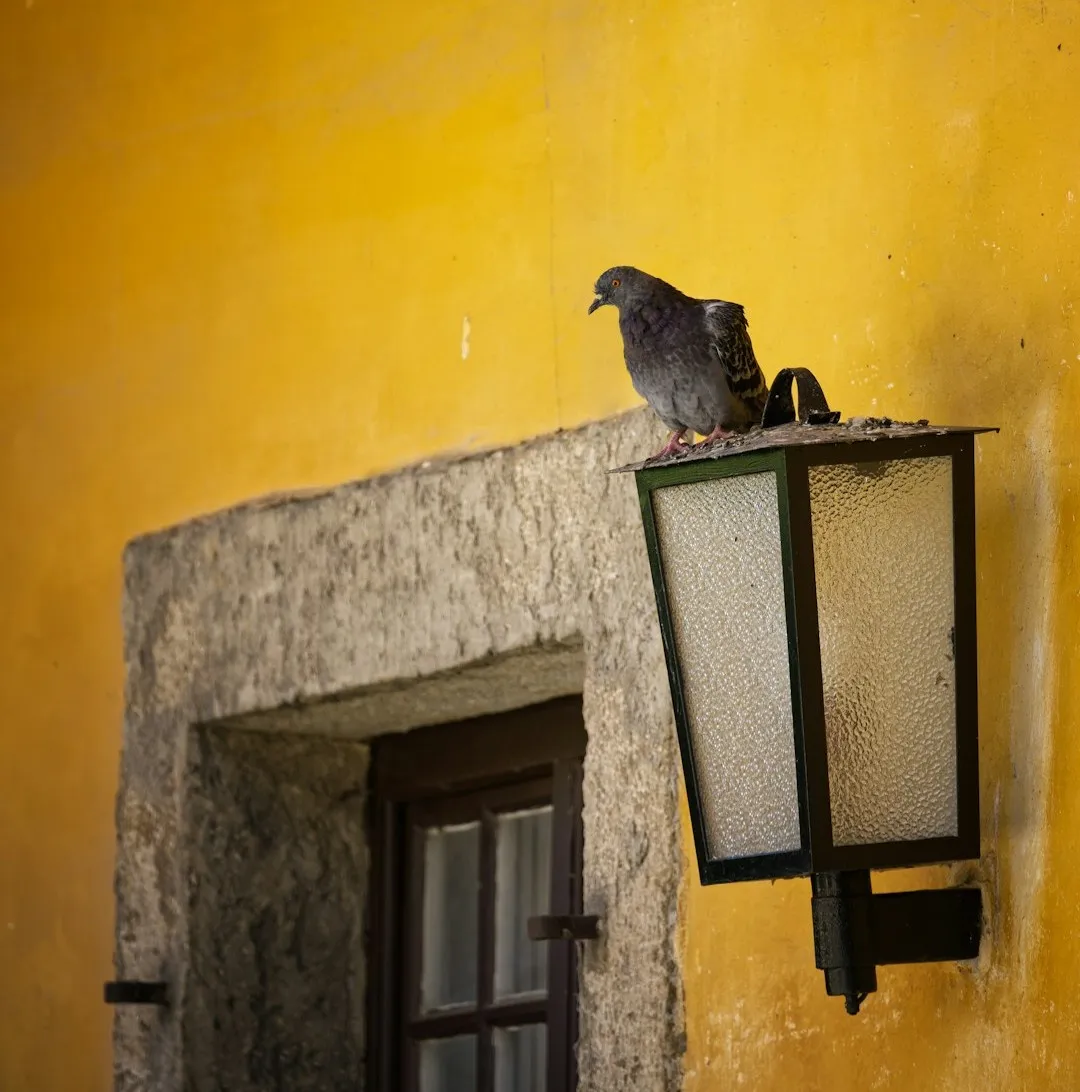 #7 - Nesting on Structures You Use Regularly (Image Credits: Unsplash)
