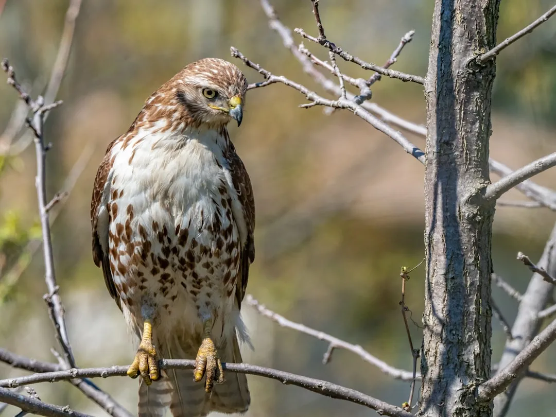 How Hawks &ldquo;Read&rdquo; a Landscape Before They Strike (Image Credits: Unsplash)
