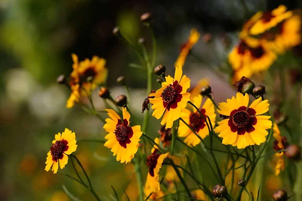 Coreopsis (Tickseed) (Image Credits: Pixabay)