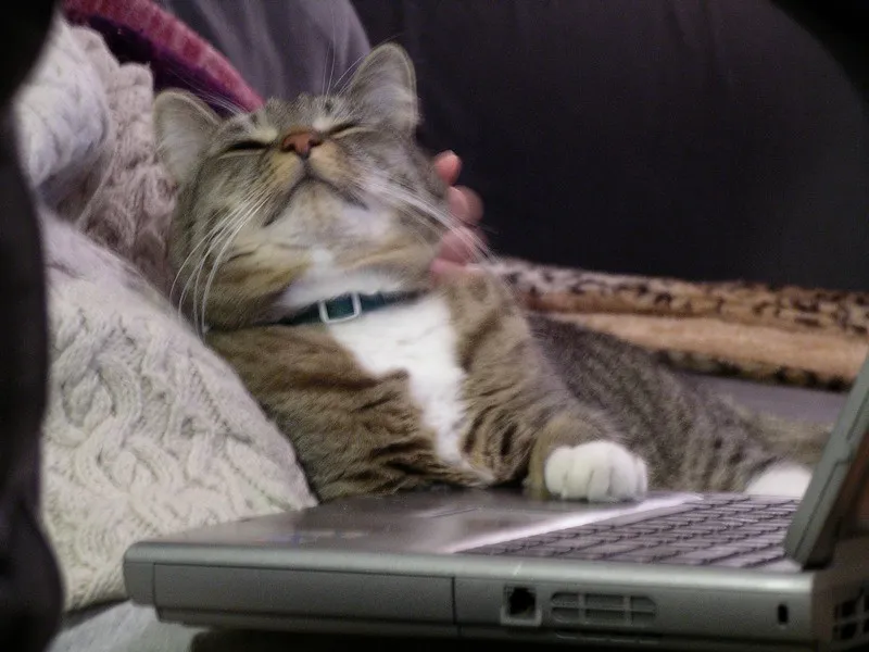 The Verdict (pjmorse, Flickr, CC BY-SA 2.0)