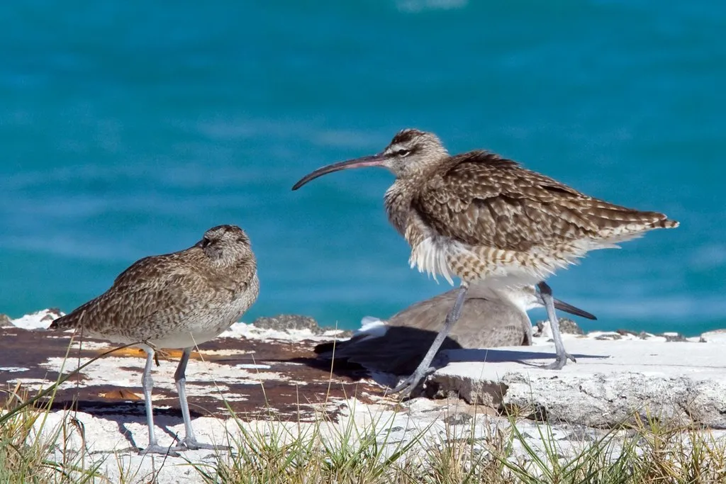 Dry Tortugas National Park: Remote Island Migration Hotspot (b_nicodemus, Flickr, CC BY-SA 2.0)