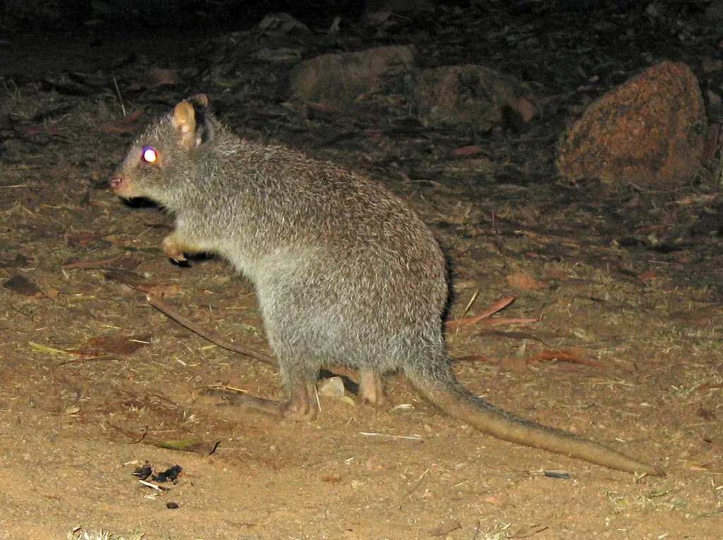 They Can Travel Over A Kilometre Each Night Just To Find Food (Image Credits: Flickr)
