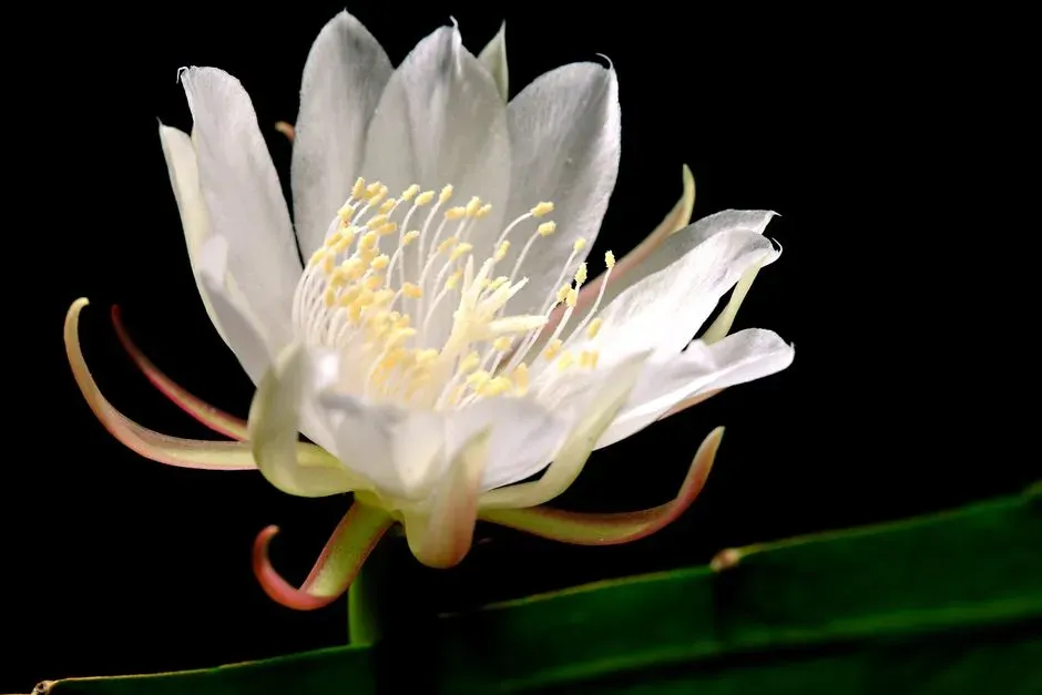 #1. The Night-Blooming Cereus (Queen of the Night) (Image Credits: Pexels)