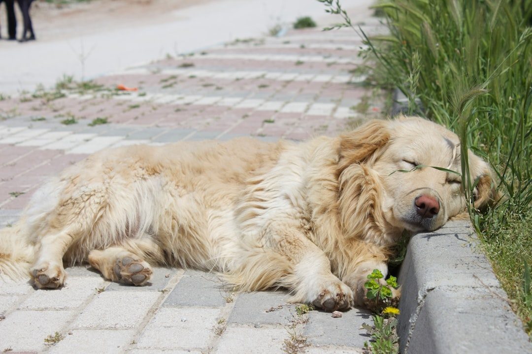 The Restless Nights: When Sleep Becomes Elusive (Image Credits: Unsplash)