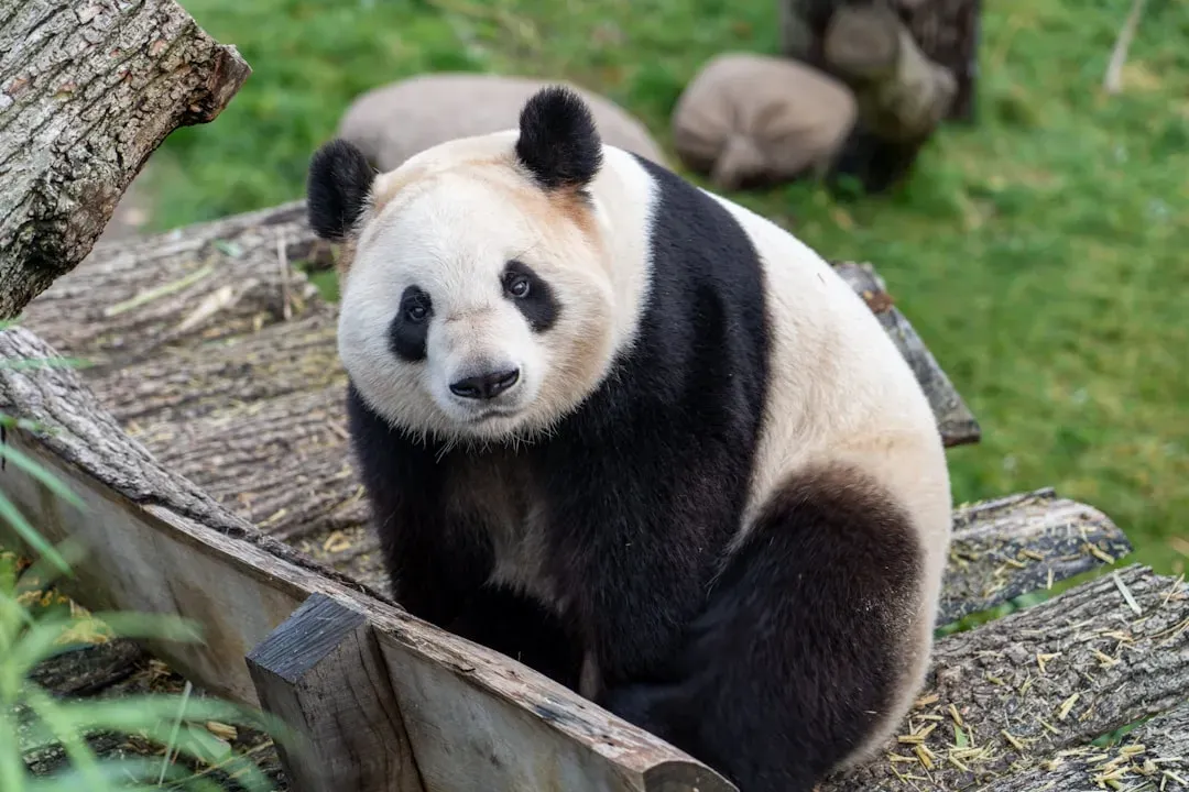 11. The Giant Panda: Rivalry as a Trigger (Image Credits: Unsplash)