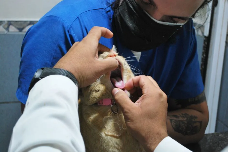 #9 - Ignoring Dental Care Completely (Image Credits: Pexels)