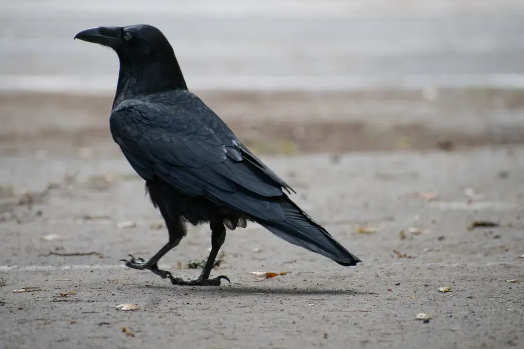 The Social Network: How Crows Teach Each Other to Recognize Threats (Image Credits: Unsplash)