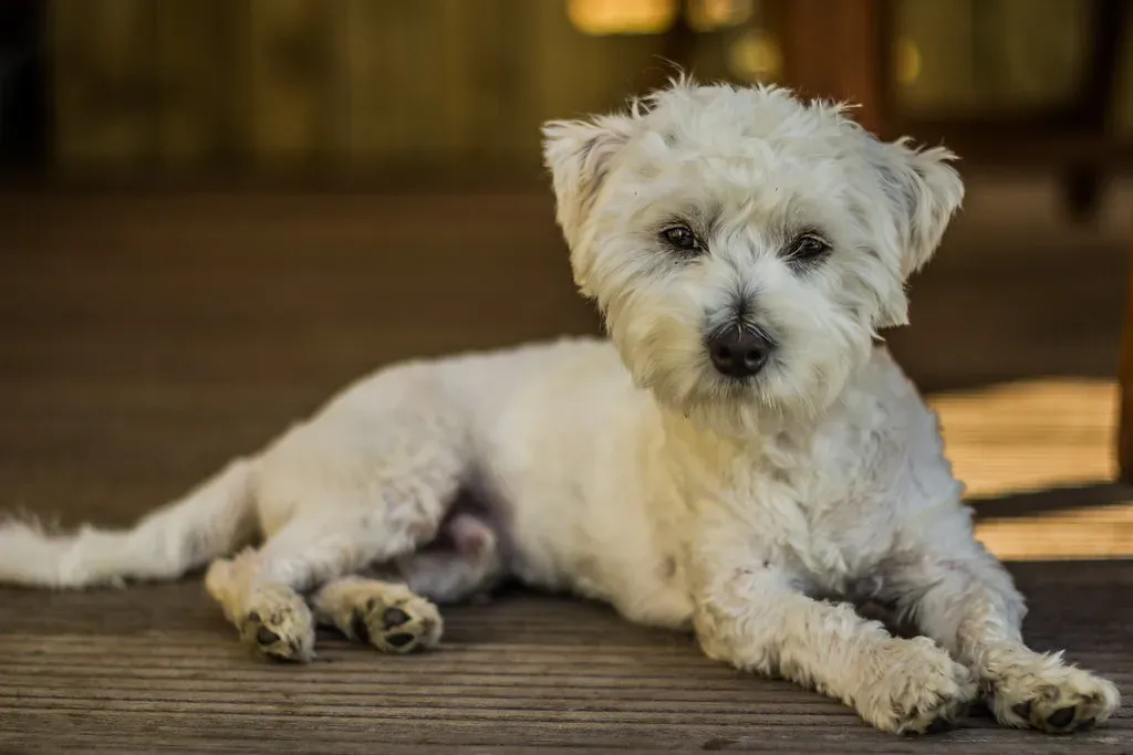 9. Maltese: Elegance in a Very Small Package (Lennart Tange, Flickr, CC BY 2.0)