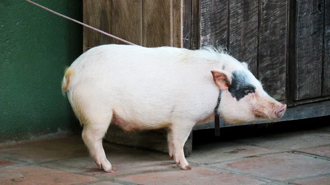 #7 &ndash; Potbellied Pigs With Human-Level Attachment (Image Credits: Unsplash)