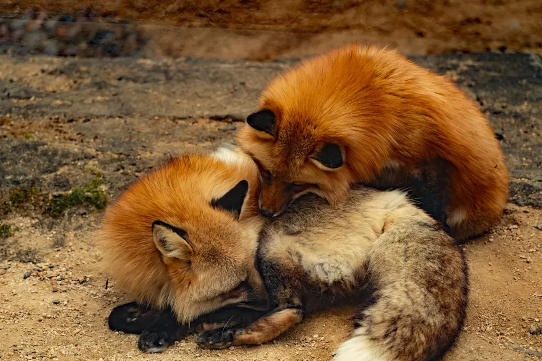 Gemini and the Fox: Cleverness Without Conscience (Image Credits: Unsplash)