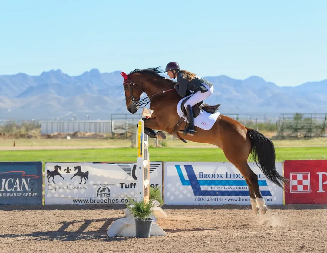 2 - Thoroughbred Warmblood Cross: The Elite Partner (Image Credits: Unsplash)
