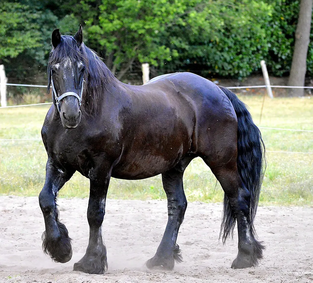 6 - Friesian: The Black Beauty (Image Credits: Pixabay)