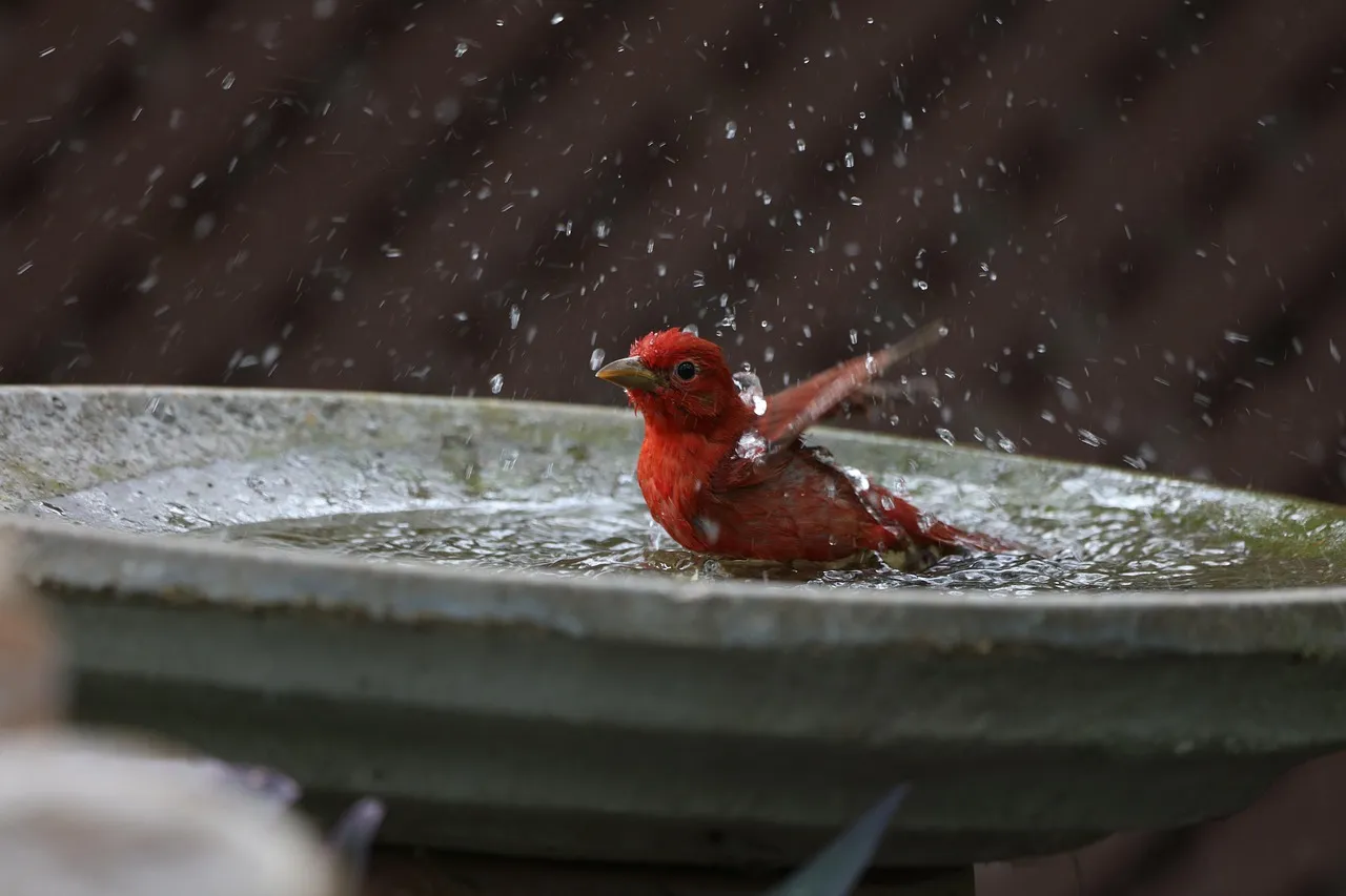 #9 - Bathing in Puddles or Birdbaths While You Watch (Image Credits: Pixabay)