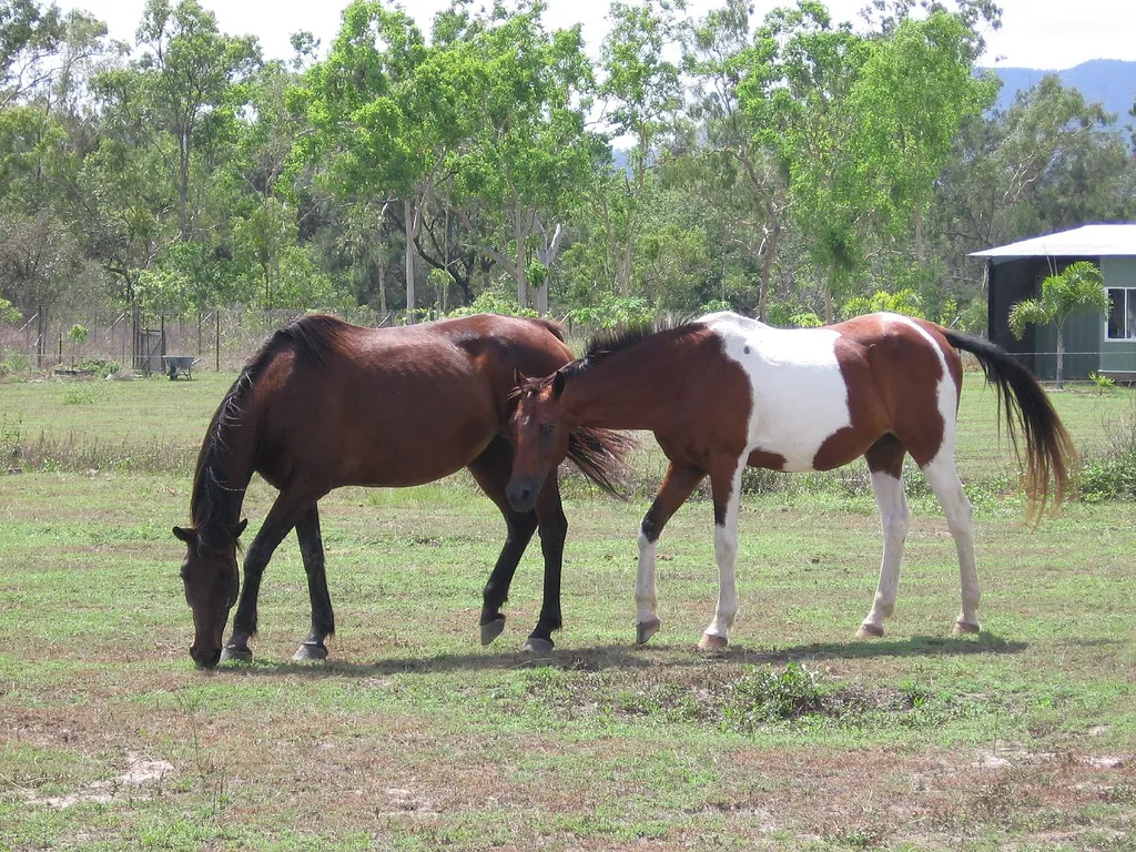 #24 - Australian Brumby (brumbys, CC BY 2.0)