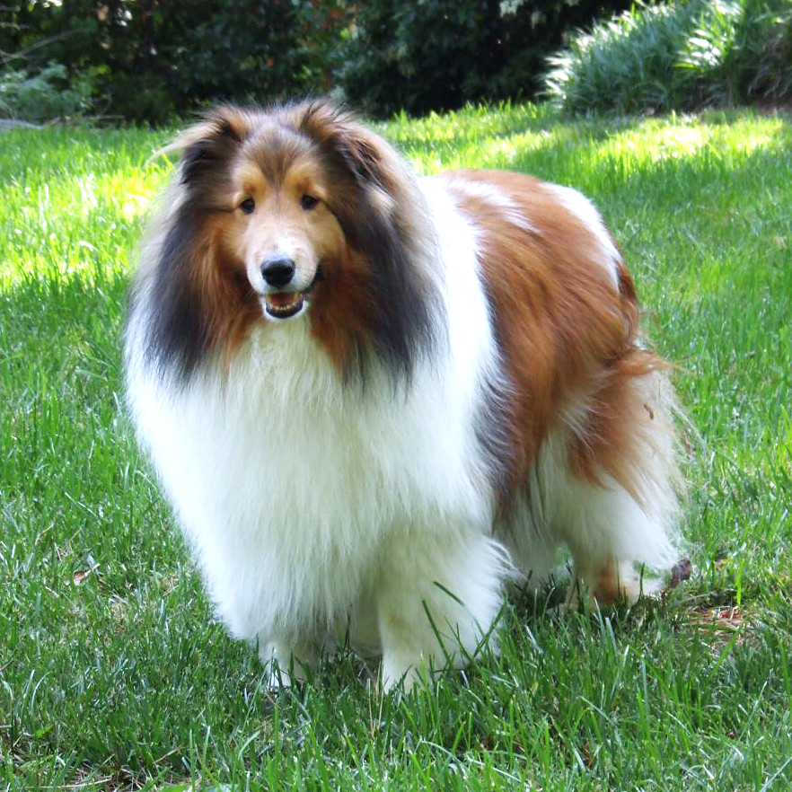 #3: Shetland Sheepdog (Image Credits: Flickr)