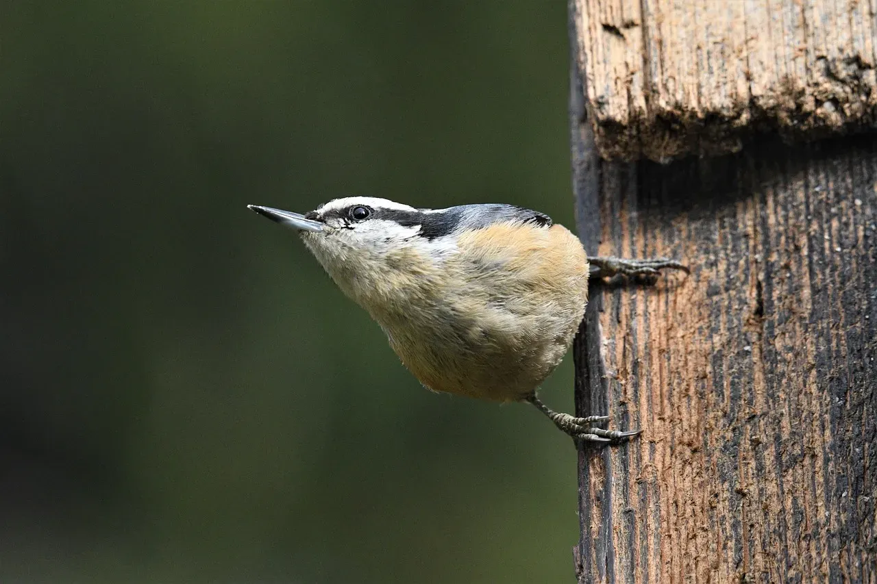 Conclusion: Your Backyard Birding Journey (Image Credits: Pixabay)