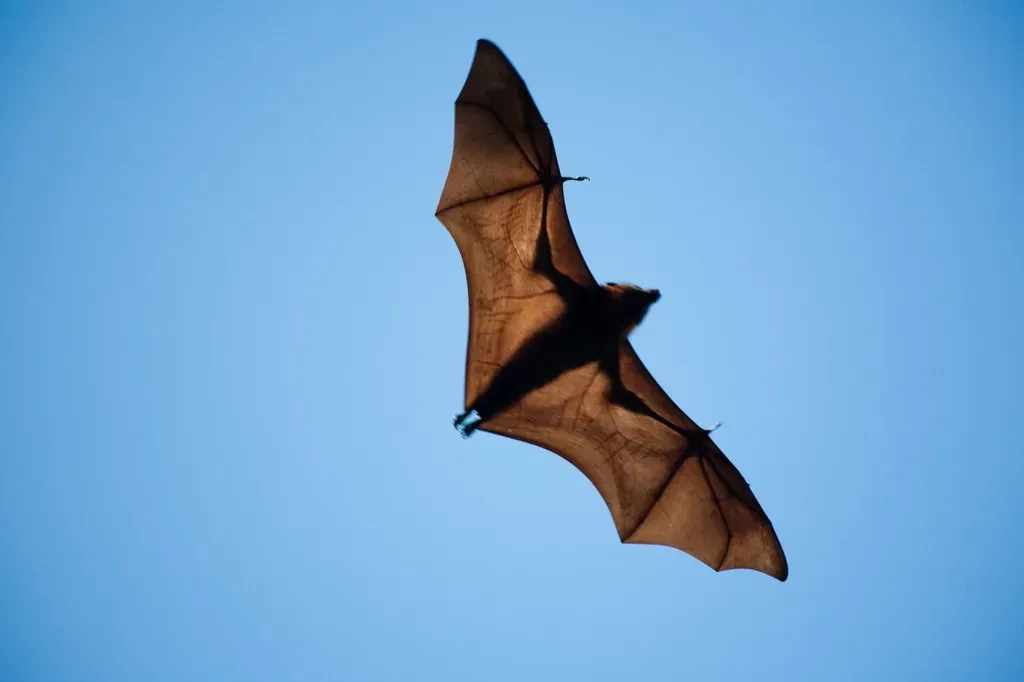 Changing Our View of Bats: From Fear to Respect (Image Credits: Rawpixel)