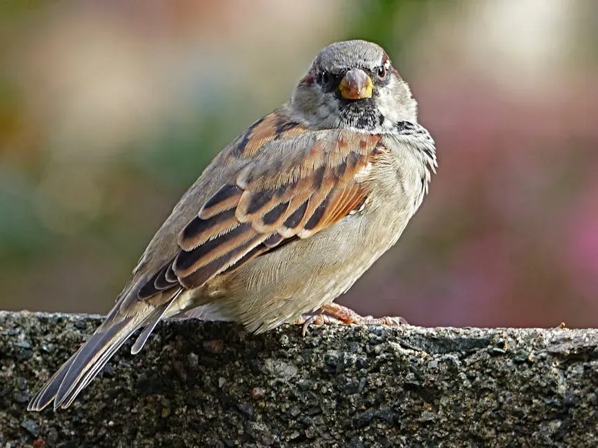 House Sparrow (Image Credits: Pexels)
