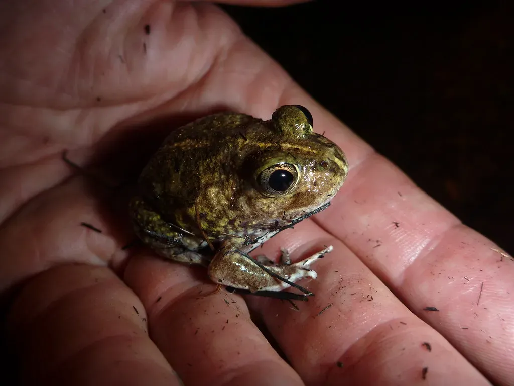 Spadefoot Toad: The Desert's Master of Patience (Image Credits: Flickr)