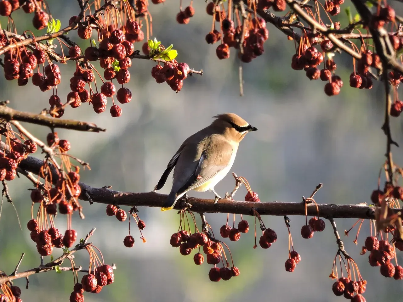 #3: Their Tail Color Can Be Changed by What They Eat (Image Credits: Pixabay)