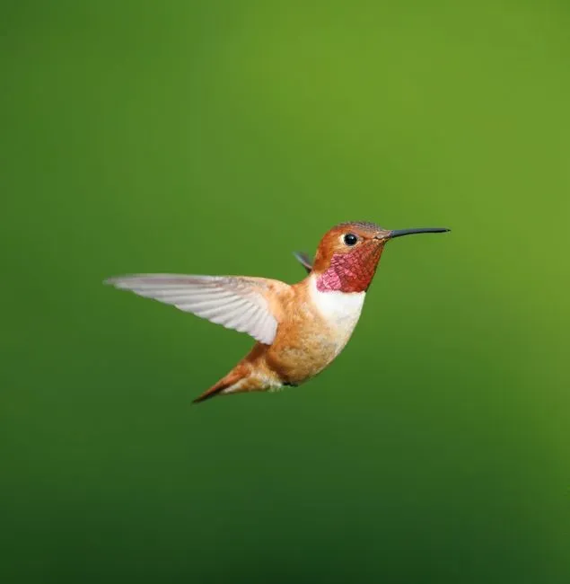 They make short directional flights away from the usual range (Image Credits: Pexels)