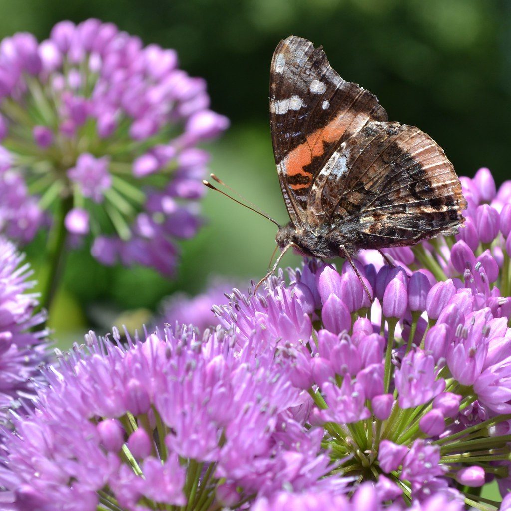 Creating Layers Like Nature Does (Image Credits: Flickr)